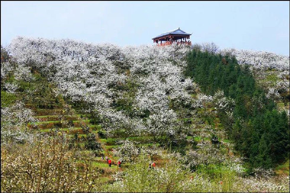 【春天，广西桂林灌阳县向您发出邀请！】我们在灌阳看梨花 - 游山玩水 - 海南生活社区 - 海南28生活网 hainan.28life.net