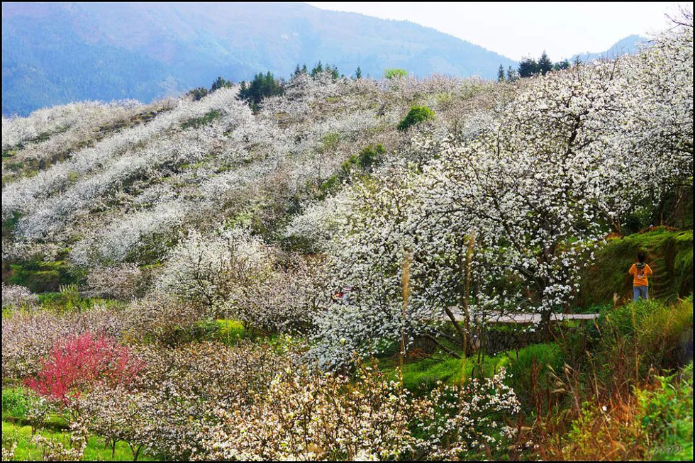【春天，广西桂林灌阳县向您发出邀请！】我们在灌阳看梨花 - 游山玩水 - 海南生活社区 - 海南28生活网 hainan.28life.net