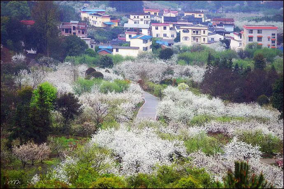 【春天，广西桂林灌阳县向您发出邀请！】我们在灌阳看梨花 - 游山玩水 - 海南生活社区 - 海南28生活网 hainan.28life.net