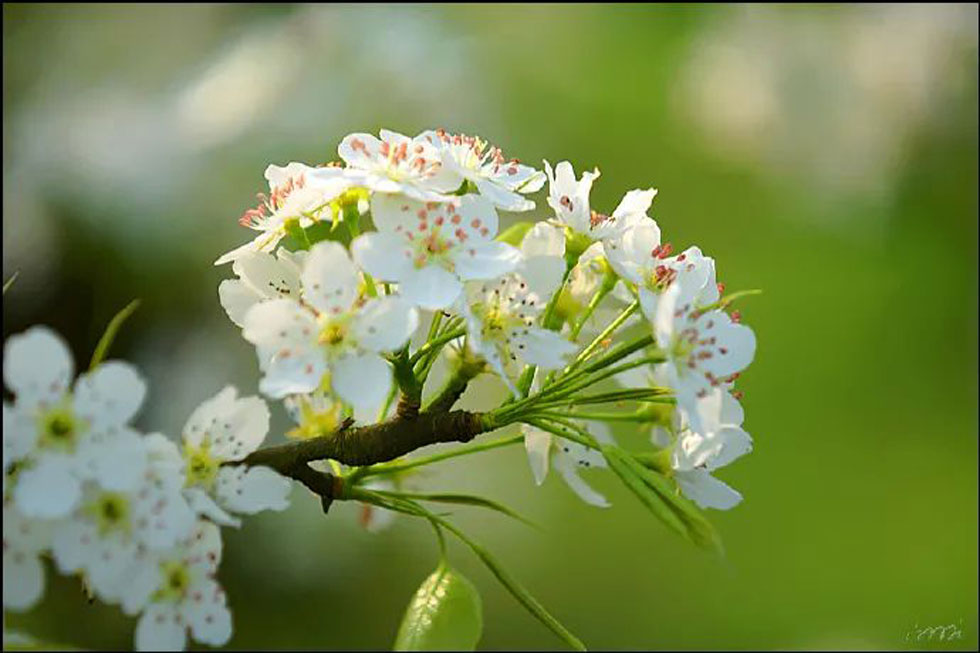 【春天，广西桂林灌阳县向您发出邀请！】我们在灌阳看梨花 - 游山玩水 - 海南生活社区 - 海南28生活网 hainan.28life.net
