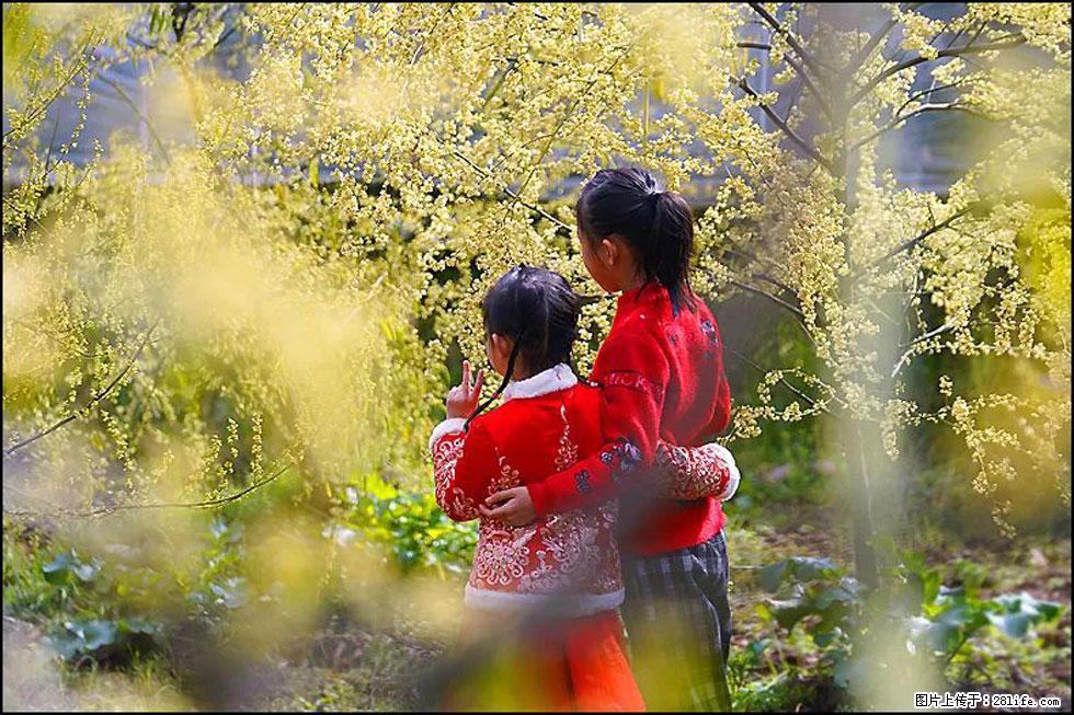 【春天，广西桂林灌阳县向您发出邀请！】米珠山前有片山苍子花在飘香 - 游山玩水 - 海南生活社区 - 海南28生活网 hainan.28life.net