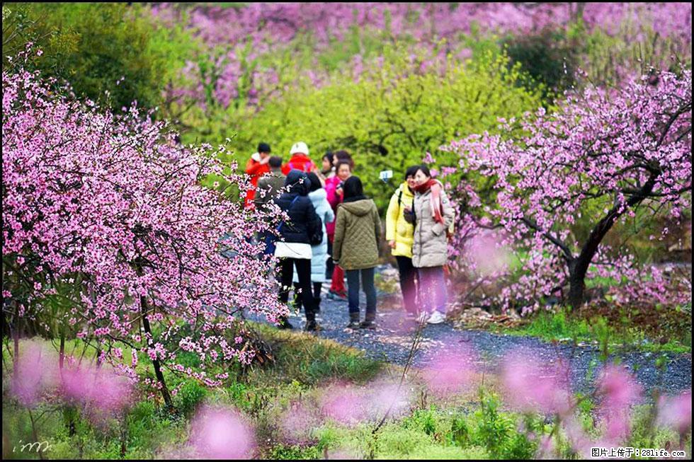 【春天，广西桂林灌阳县向您发出邀请！】官庄村有个醉美的桃花园 - 游山玩水 - 海南生活社区 - 海南28生活网 hainan.28life.net