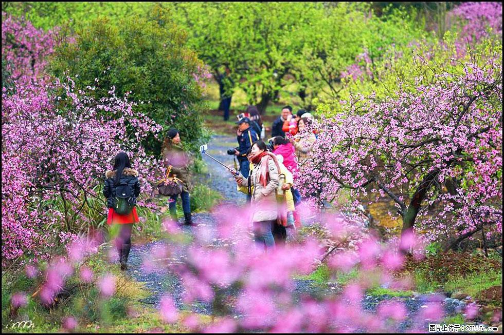 【春天，广西桂林灌阳县向您发出邀请！】官庄村有个醉美的桃花园 - 游山玩水 - 海南生活社区 - 海南28生活网 hainan.28life.net