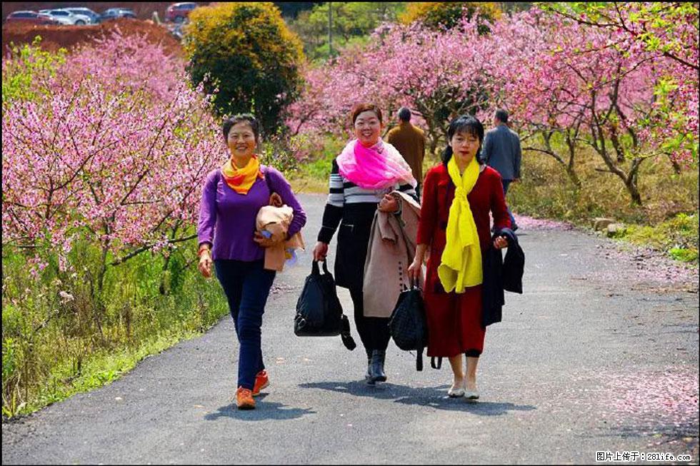 【春天，广西桂林灌阳县向您发出邀请！】官庄村有个醉美的桃花园 - 游山玩水 - 海南生活社区 - 海南28生活网 hainan.28life.net