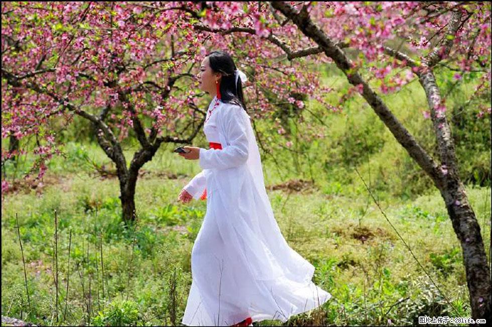 【春天，广西桂林灌阳县向您发出邀请！】官庄村有个醉美的桃花园 - 游山玩水 - 海南生活社区 - 海南28生活网 hainan.28life.net