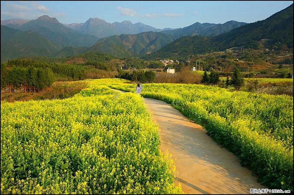 【春天，广西桂林灌阳县向您发出邀请！】长坪村油菜盛情花开 - 游山玩水 - 海南生活社区 - 海南28生活网 hainan.28life.net