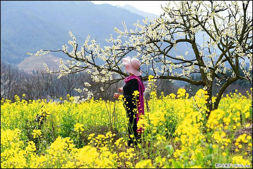 【春天，广西桂林灌阳县向您发出邀请！】长坪村油菜盛情花开 - 游山玩水 - 海南生活社区 - 海南28生活网 hainan.28life.net