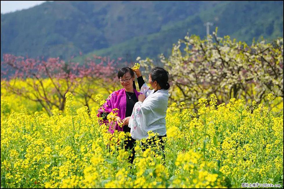 【春天，广西桂林灌阳县向您发出邀请！】长坪村油菜盛情花开 - 游山玩水 - 海南生活社区 - 海南28生活网 hainan.28life.net