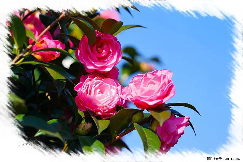 【春天，广西桂林灌阳县向您发出邀请！】杨柳井茶花惹人爱 - 游山玩水 - 海南生活社区 - 海南28生活网 hainan.28life.net