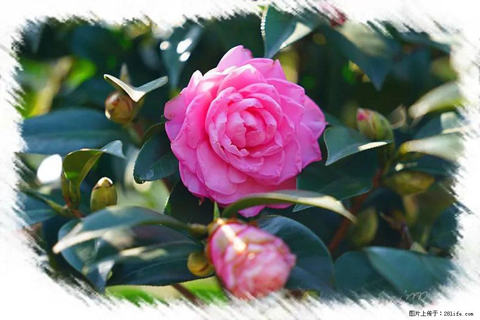 【春天，广西桂林灌阳县向您发出邀请！】杨柳井茶花惹人爱 - 游山玩水 - 海南生活社区 - 海南28生活网 hainan.28life.net