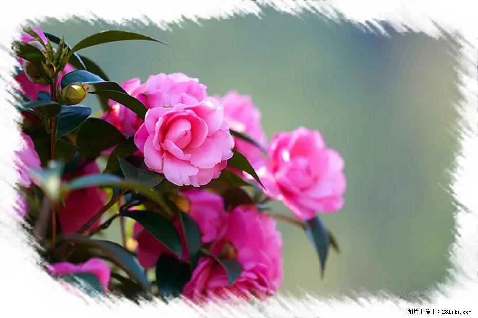 【春天，广西桂林灌阳县向您发出邀请！】杨柳井茶花惹人爱 - 游山玩水 - 海南生活社区 - 海南28生活网 hainan.28life.net