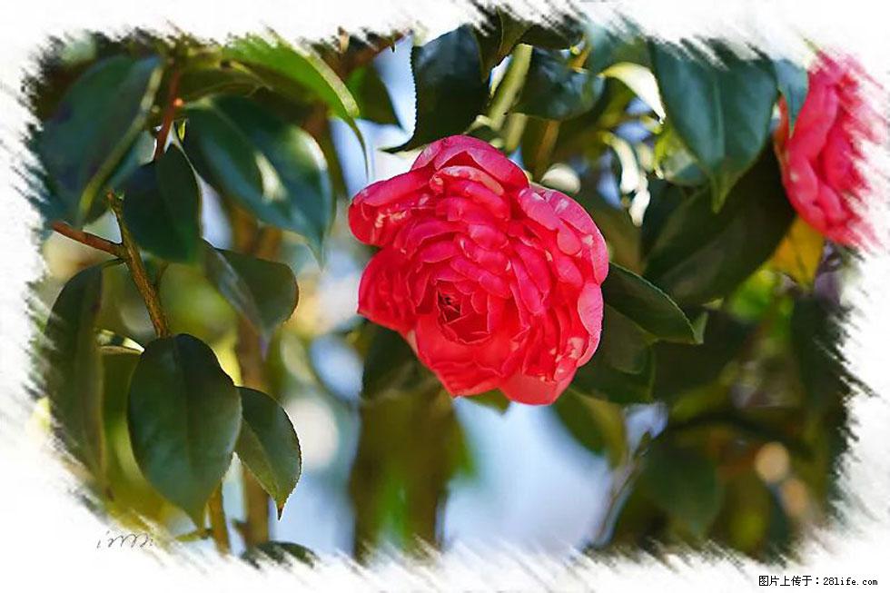 【春天，广西桂林灌阳县向您发出邀请！】杨柳井茶花惹人爱 - 游山玩水 - 海南生活社区 - 海南28生活网 hainan.28life.net