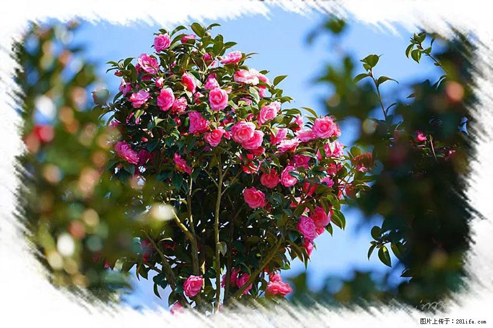 【春天，广西桂林灌阳县向您发出邀请！】杨柳井茶花惹人爱 - 游山玩水 - 海南生活社区 - 海南28生活网 hainan.28life.net