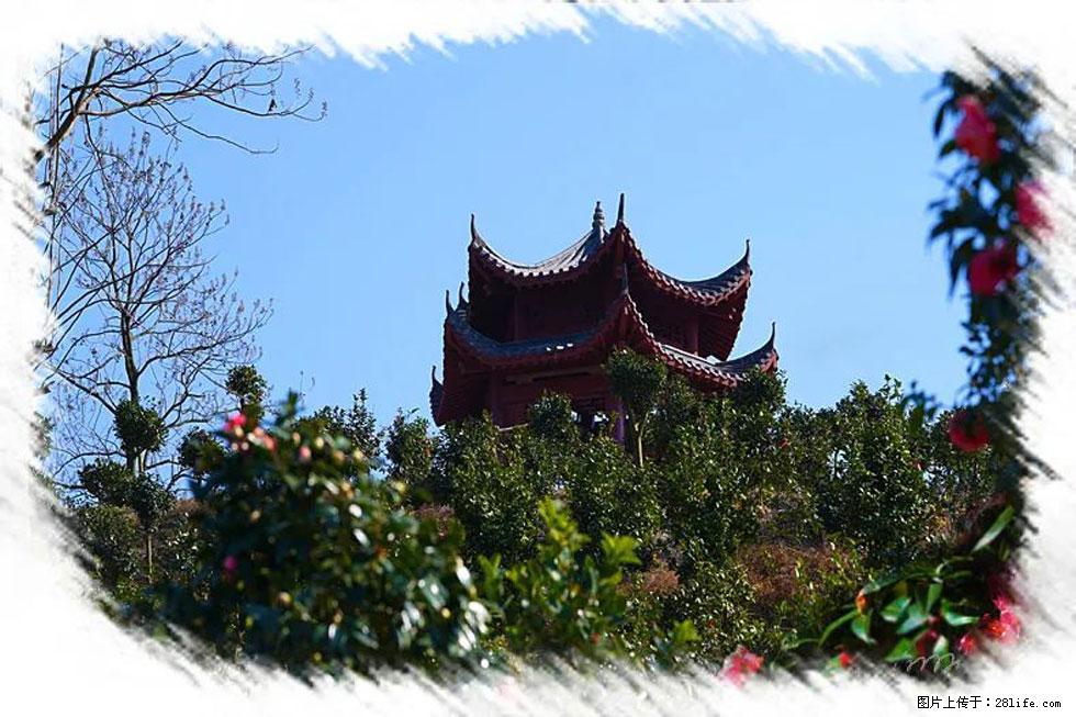 【春天，广西桂林灌阳县向您发出邀请！】杨柳井茶花惹人爱 - 游山玩水 - 海南生活社区 - 海南28生活网 hainan.28life.net