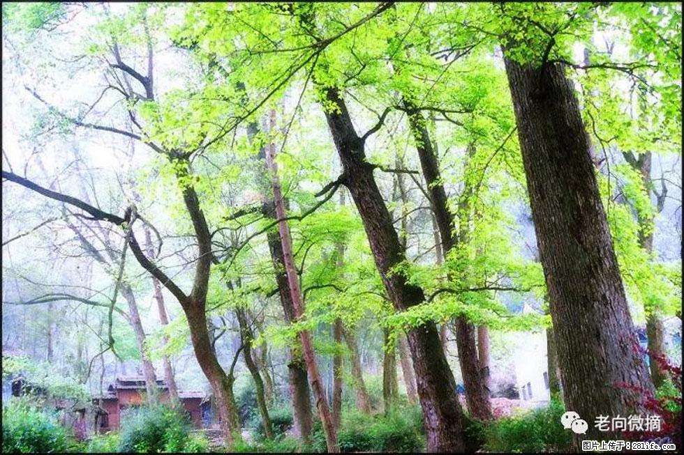 【春天，广西桂林灌阳县向您发出邀请！】在小龙村与春天约会 - 游山玩水 - 海南生活社区 - 海南28生活网 hainan.28life.net