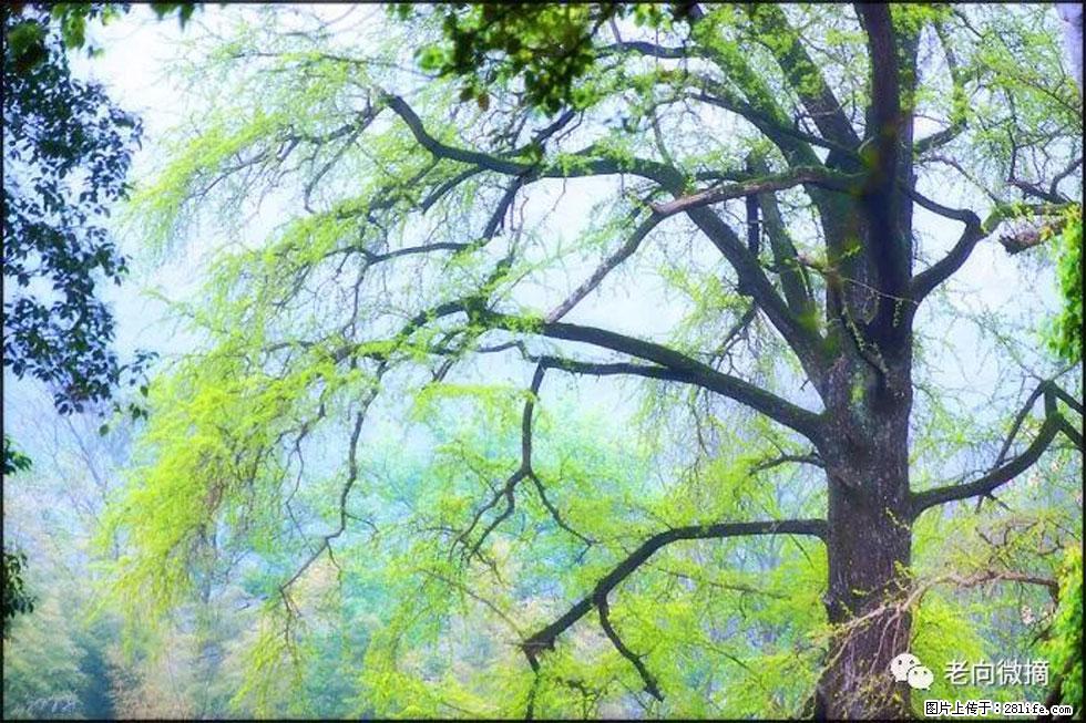 【春天，广西桂林灌阳县向您发出邀请！】在小龙村与春天约会 - 游山玩水 - 海南生活社区 - 海南28生活网 hainan.28life.net