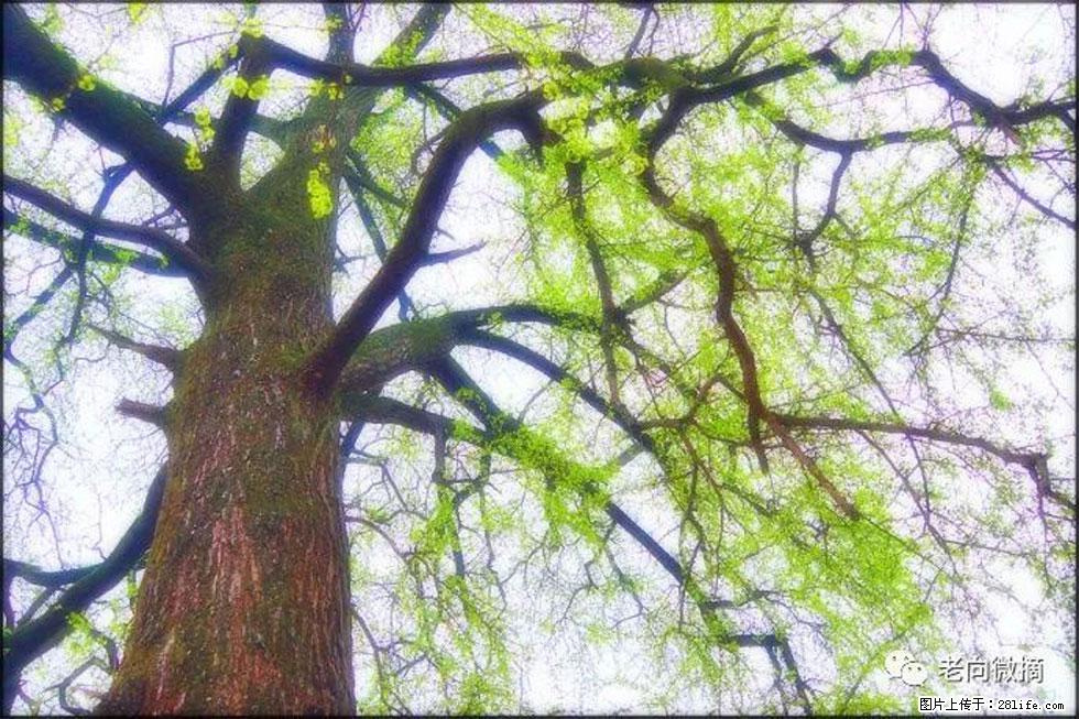 【春天，广西桂林灌阳县向您发出邀请！】在小龙村与春天约会 - 游山玩水 - 海南生活社区 - 海南28生活网 hainan.28life.net