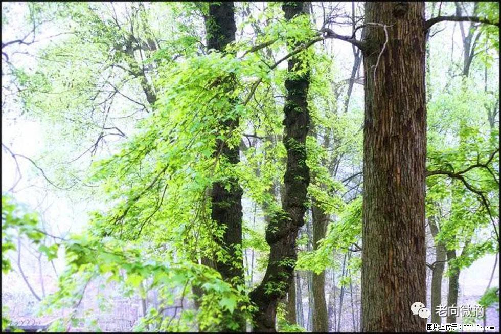 【春天，广西桂林灌阳县向您发出邀请！】在小龙村与春天约会 - 游山玩水 - 海南生活社区 - 海南28生活网 hainan.28life.net