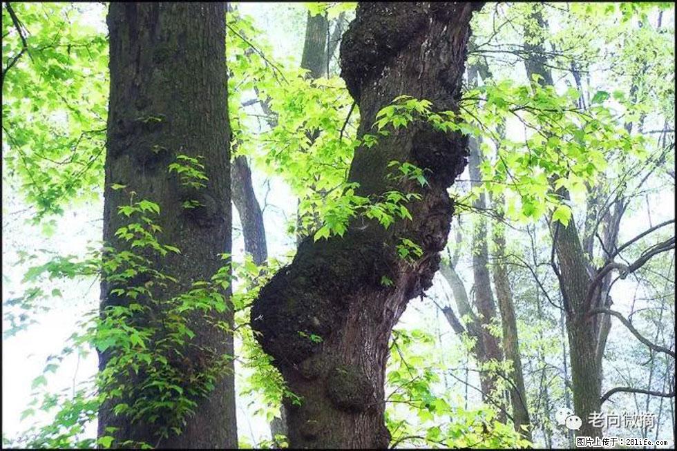【春天，广西桂林灌阳县向您发出邀请！】在小龙村与春天约会 - 游山玩水 - 海南生活社区 - 海南28生活网 hainan.28life.net