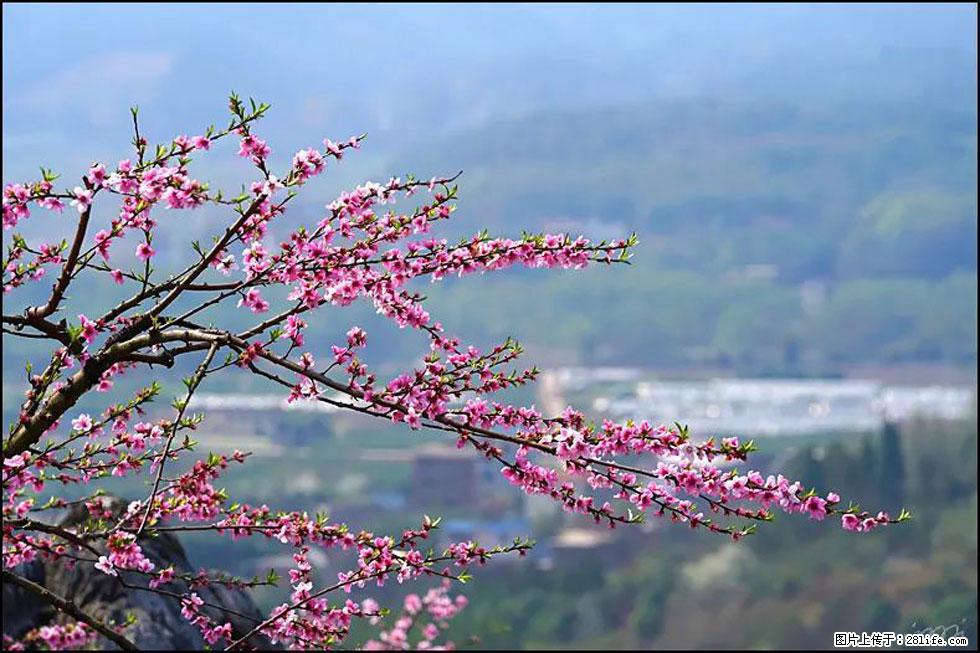【春天，广西桂林灌阳县向您发出邀请！】望月岭上桃花开 - 游山玩水 - 海南生活社区 - 海南28生活网 hainan.28life.net