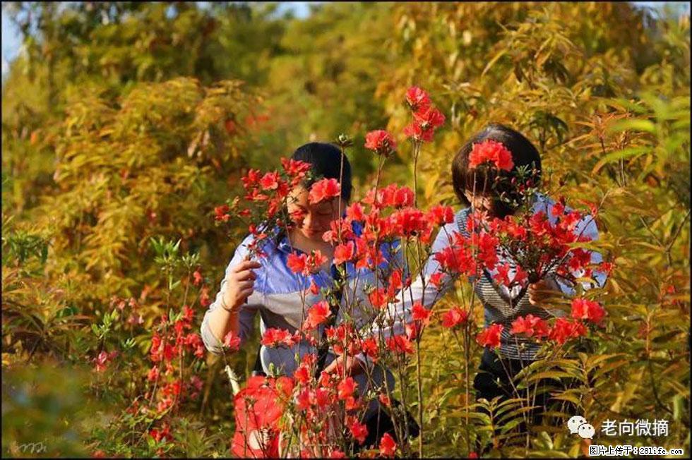 【春天，广西桂林灌阳县向您发出邀请！】登麒麟山，相约映山红 - 游山玩水 - 海南生活社区 - 海南28生活网 hainan.28life.net