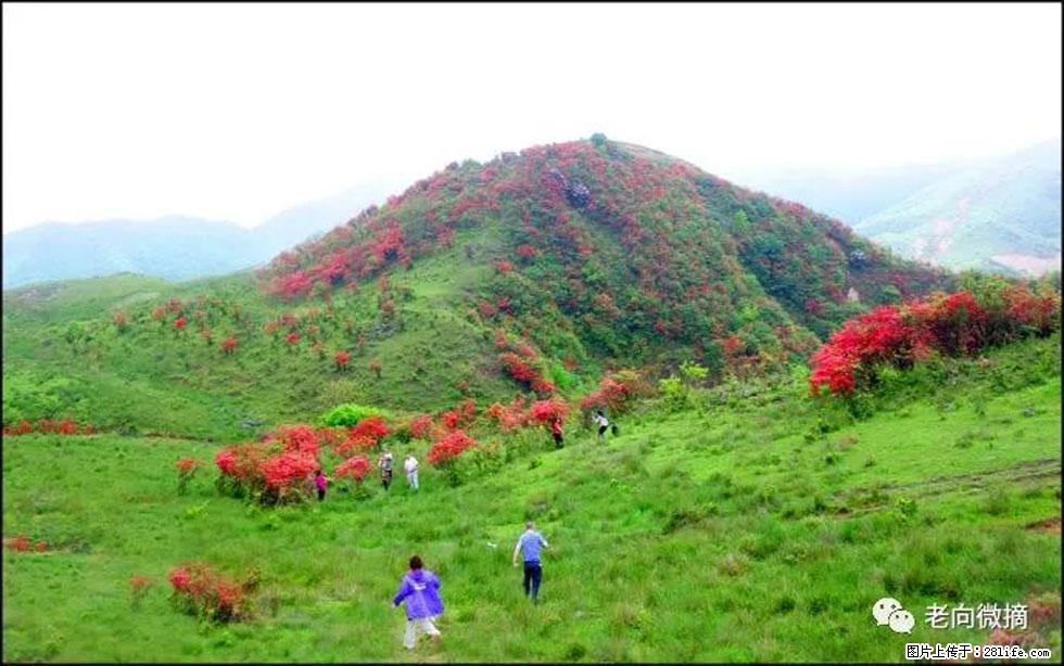 【春天，广西桂林灌阳县向您发出邀请！】宝盖山上映山红 - 游山玩水 - 海南生活社区 - 海南28生活网 hainan.28life.net