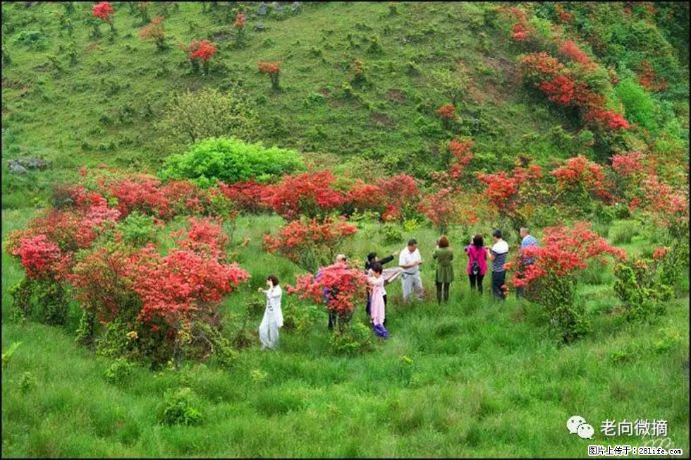 【春天，广西桂林灌阳县向您发出邀请！】宝盖山上映山红 - 游山玩水 - 海南生活社区 - 海南28生活网 hainan.28life.net