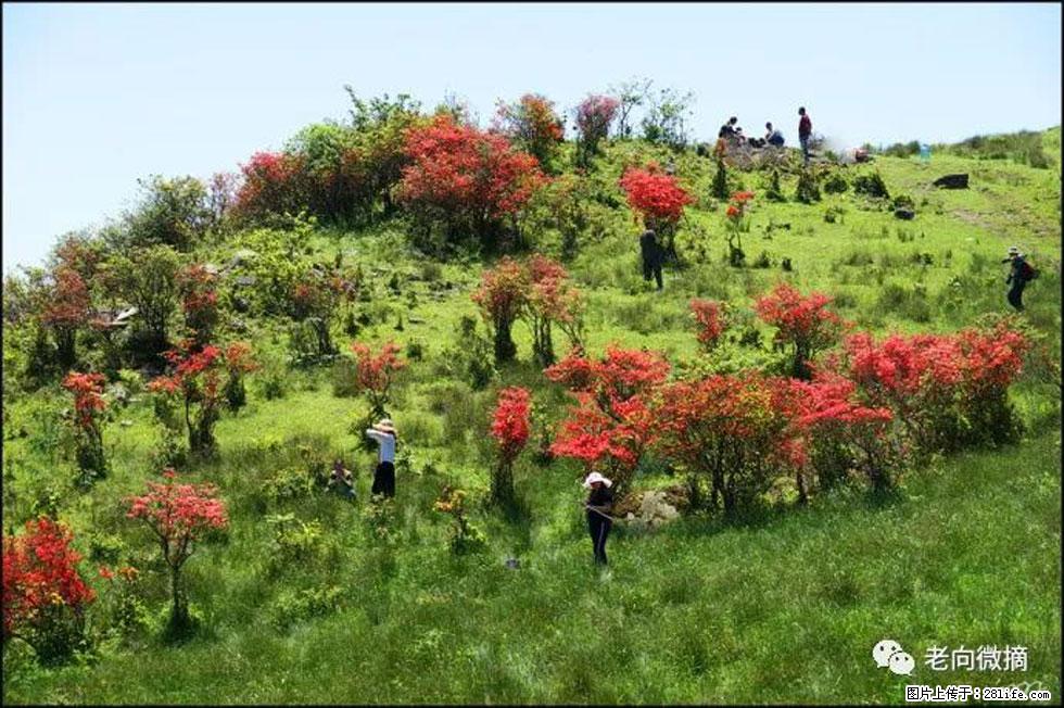 【春天，广西桂林灌阳县向您发出邀请！】宝盖山上映山红 - 游山玩水 - 海南生活社区 - 海南28生活网 hainan.28life.net