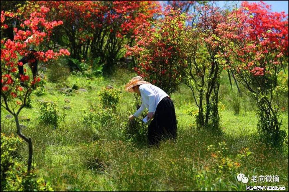 【春天，广西桂林灌阳县向您发出邀请！】宝盖山上映山红 - 游山玩水 - 海南生活社区 - 海南28生活网 hainan.28life.net