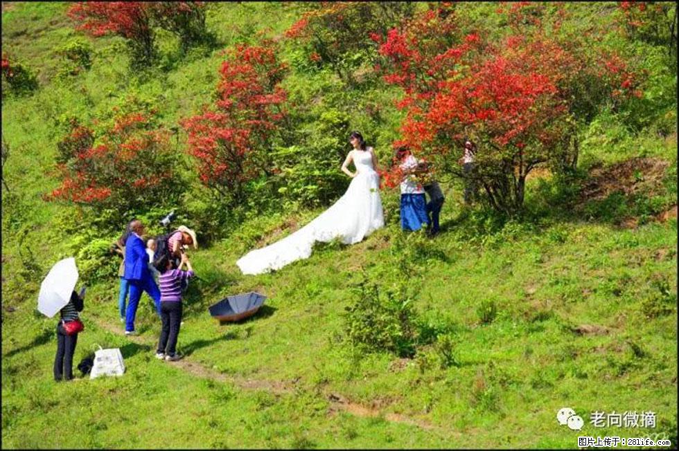【春天，广西桂林灌阳县向您发出邀请！】宝盖山上映山红 - 游山玩水 - 海南生活社区 - 海南28生活网 hainan.28life.net