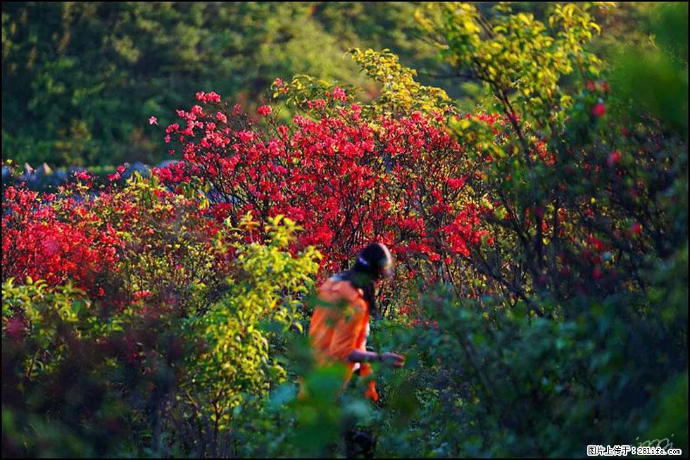 【春天，广西桂林灌阳县向您发出邀请！】春木界上映山红 - 游山玩水 - 海南生活社区 - 海南28生活网 hainan.28life.net