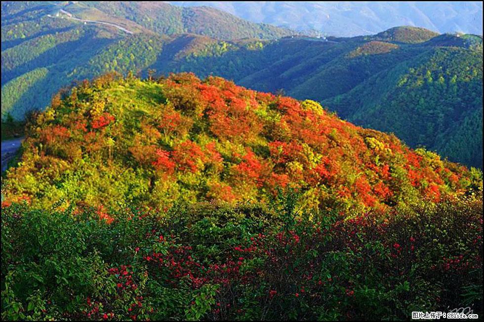 【春天，广西桂林灌阳县向您发出邀请！】春木界上映山红 - 游山玩水 - 海南生活社区 - 海南28生活网 hainan.28life.net