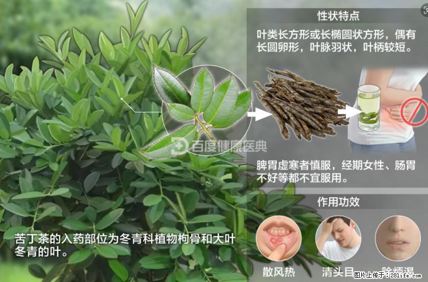苦丁茶有哪些功效和作用 - 生活百科 - 海南生活社区 - 海南28生活网 hainan.28life.net