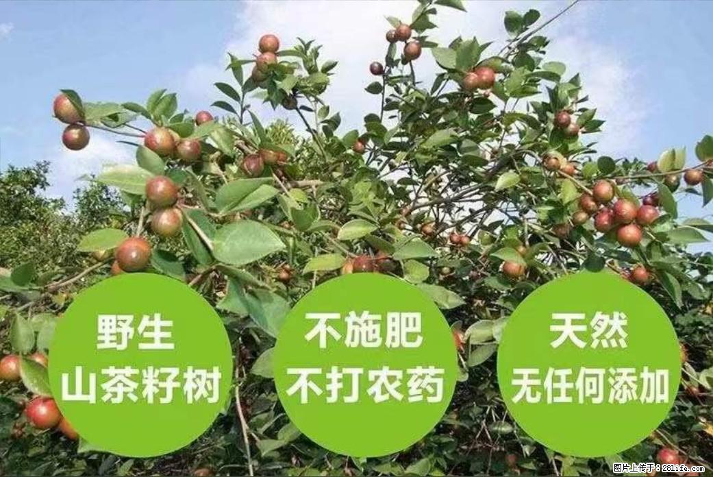 【灌阳县油茶产业示范区】一个有着充实的精神生活的人，对待身外之物自会有一种淡泊的态度 - 土特产 - 饮食特产 - 海南分类信息 - 海南28生活网 hainan.28life.net