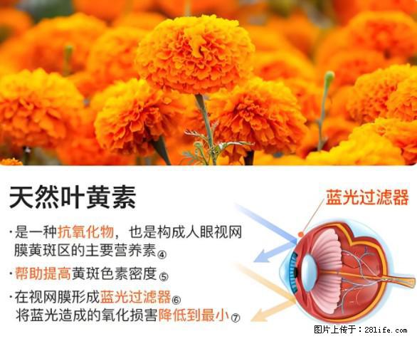 叶黄素有什么功效和作用 - 生活百科 - 海南生活社区 - 海南28生活网 hainan.28life.net