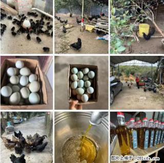 油茶园从小鸡仔开始养起的纯土鸡、土鸡蛋可以预定啦！还有前几天刚榨的纯山茶油哦 - 海南28生活网 hainan.28life.net