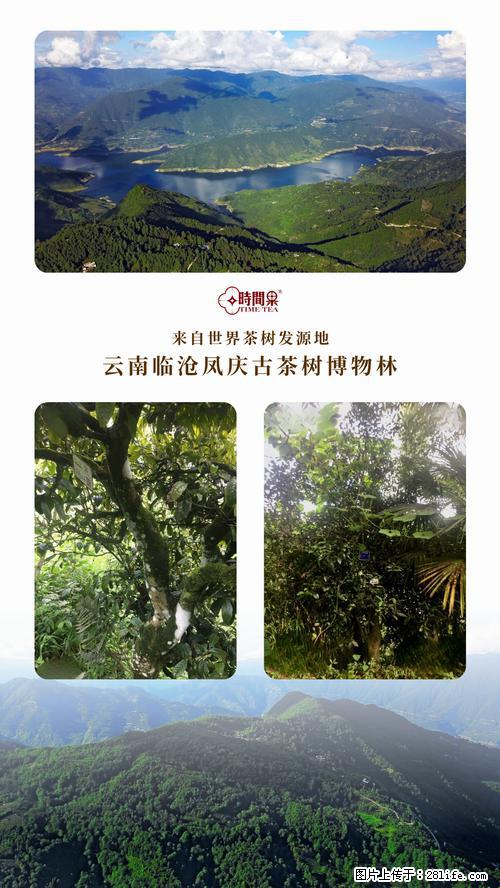 时间果百年古树2025年春红茶 - 购物交流 - 海南生活社区 - 海南28生活网 hainan.28life.net