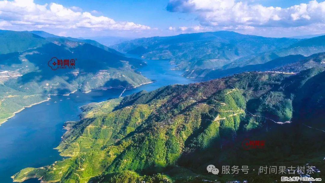 时间果百年古树龙珠普洱生茶 - 购物交流 - 海南生活社区 - 海南28生活网 hainan.28life.net