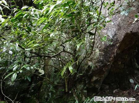 平乐石崖茶，珍贵仅次于金花茶 - 海南生活资讯 - 海南28生活网 hainan.28life.net