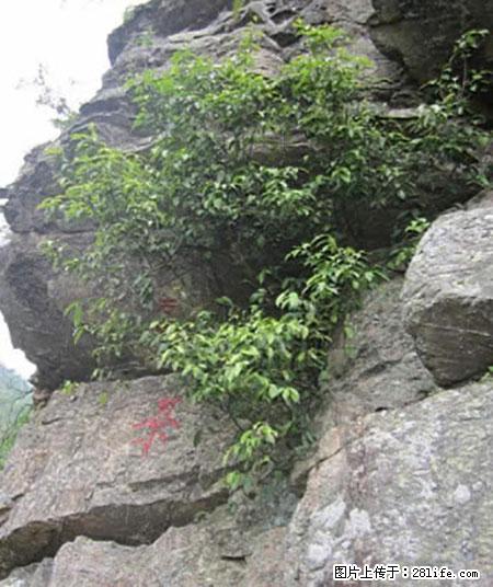 平乐石崖茶，珍贵仅次于金花茶 - 海南生活资讯 - 海南28生活网 hainan.28life.net