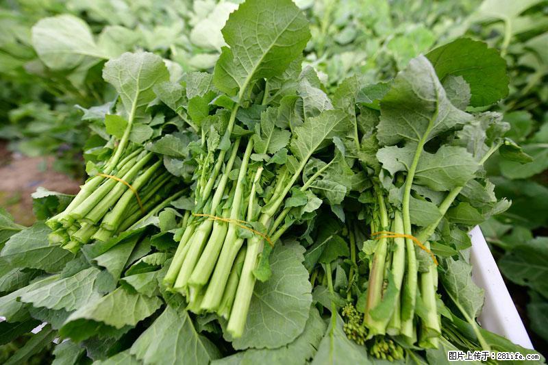 这些蔬菜是“天然钙片”，这6种被医生重点推荐 - 海南生活资讯 - 海南28生活网 hainan.28life.net